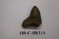 藏品(軟骨魚)的圖片